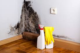 Why You Should Choose Our Mold Remediation Services in Whitesboro, AL